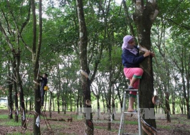 Giá xuất khẩu mủ cao su Campuchia tăng 10% nhờ nhu cầu cao từ Trung Quốc