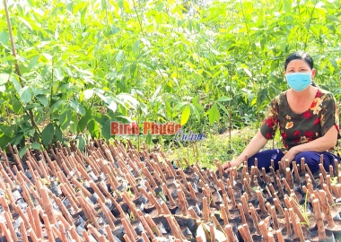 Cao su giống giá cao, nông dân phấn khởi